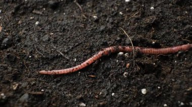 Belirgin Çizgili Bölümlü Kırmızı Kıvrımlı Solucan.