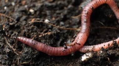 Solucan yerde sürünüyor, başını hareket ettiriyor, makro görüş, gerçek zamanlı hareket