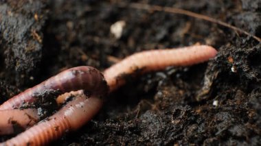 Çizgili Eisenia fetida Solucanı Islak Toprakta Emekliyor.