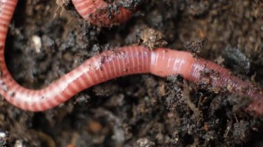 Çizgili Eisenia fetida Solucanı Islak Toprakta Emekliyor.