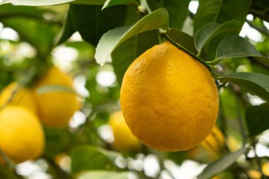 Meyer Limon Ağacında Taze Sarı Limonlar Olgunlaşıyor.