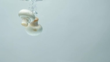 İki beyaz taze mantar şampiyonluğu metin için yavaş çekim boşluğunda daldırıyor..