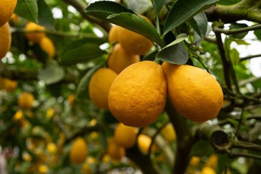 Meyve Bahçesinde Taze Citrus Meyveli Limon Ağacı Dalları.