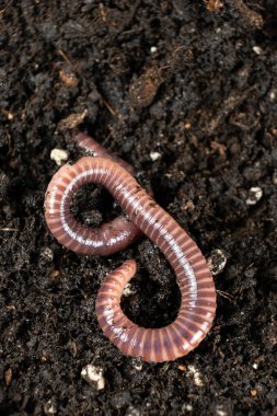 Yer solucanı Eisenia fetida makro dikey çekim.