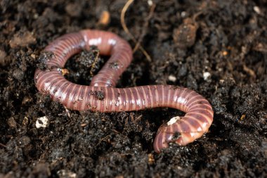 Kırmızı ve Pembe Şeritli Gübre Solucanının Yakın Çekimi.