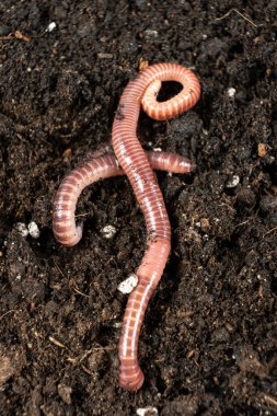 Yer solucanı Eisenia fetida makro dikey çekim.