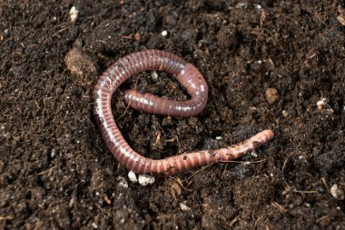Organik Bahçedeki Gübre Solucanının Yakın Çekimi.