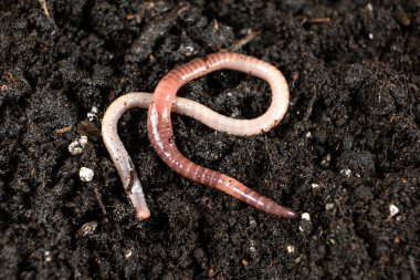 Toprak Solucanı Makro Görünümünü Yakınlaştırıyor.