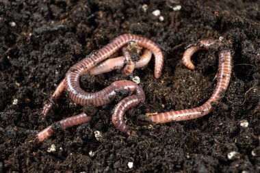 Nemli Toprakta Sürünen Solucanlar Grubu.