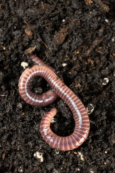Yer solucanı Eisenia fetida makro dikey çekim.