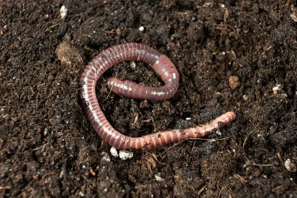 Organik Bahçedeki Gübre Solucanının Yakın Çekimi.