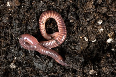 Big beautiful earthworm in the black soil, close-up