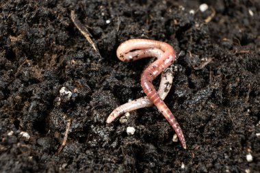 Toprak Solucanı Makro Görünümünü Yakınlaştırıyor,