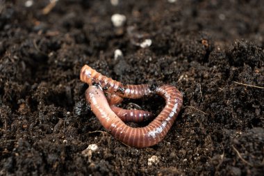 Toprak Solucanı Makro Görünümünü Yakınlaştırıyor,