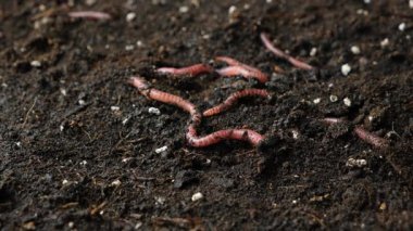 Bahçe Topraklarında Aktif Yer Solucanlarının Macro Sahnesi.