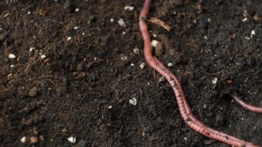 Nemli Toprakta Sürünen Solucanlar Grubu.