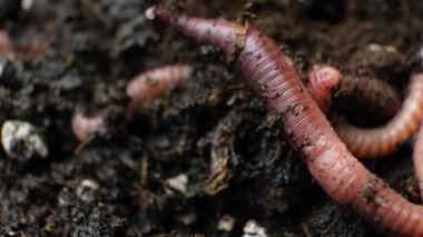 Etkin bir şekilde hareket eden kırmızı solucan grubu.