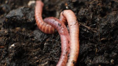 Etkin bir şekilde hareket eden kırmızı solucan grubu.