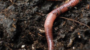 Çizgili Eisenia fetida Solucanı Islak Toprakta Emekliyor.