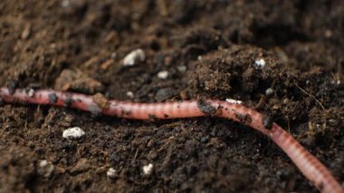Toprak Solucanı Makro Görünümünü Yakınlaştırıyor