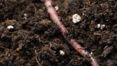 Metin için Toprak Solucanı Yakından Makro Görünüm Yeri