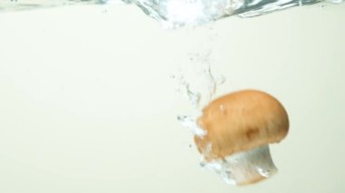 Kahverengi Şampiyon Su kabarcıklarıyla temiz suya daldı.