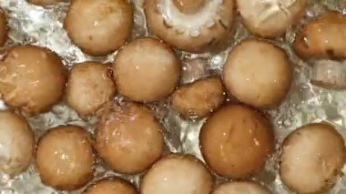 Kahverengi Mantarlar Üst Görünüm Kompozisyonu, Sudaki Şampiyonlar.