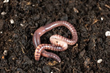 Big beautiful earthworm in the black soil, close-up