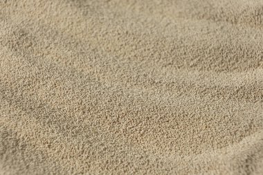 Kuru Etkin Maya 'nın Makro Arkaplanı.