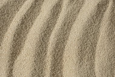 Kuru Etkin Maya 'nın Makro Arkaplanı.