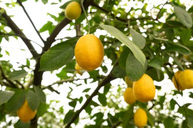 Meyve Bahçesinde Taze Citrus Meyveli Limon Ağacı Dalları.