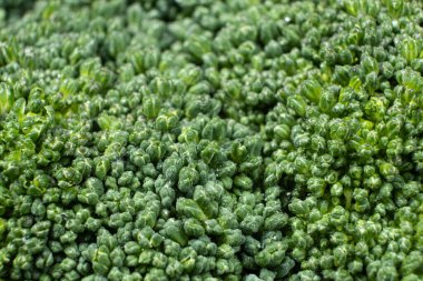 Ayrıntılı Dokusu Olan Yeşil Brokoli Başı.