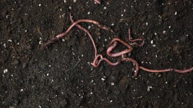 Nemli Toprakta Sürünen Solucanlar Grubu