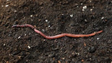 Kırmızı ve Pembe Şeritli Gübre Solucanının Yakın Çekimi