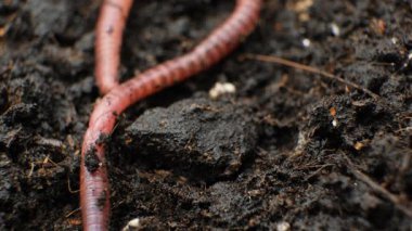 Metin için Toprak Solucanı Yakından Makro Görünüm Yeri