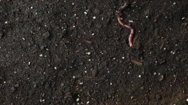 Çizgili Eisenia fetida Worm Nemli Toprak Üst Görünüm Alanında Sürünüyor Metin İçin