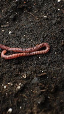 Belirgin Çizgili Bölümlü Kırmızı Kıvrımlı Solucan