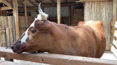 Çiftlikteki Evcil İnek portresi. Huzurlu Kırsal Sahne.