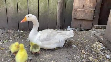 Çiftlikteki beyaz evcil kaz ailesi