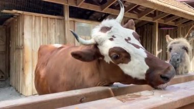 Çiftlikte havuç yiyen evcil inek.