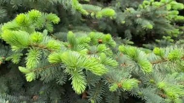 İlkbaharda rüzgârda dalda taze iğneler.