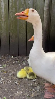 Çiftlikteki beyaz evcil kaz ailesi.