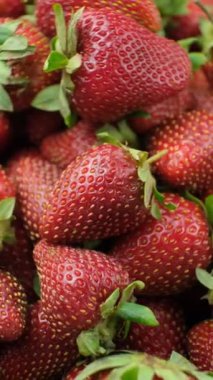 Taze olgun çilekler. Yaz Böğürtlen Dikey Döndürme.