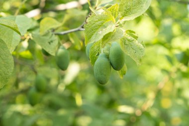 Olgunlaşmamış yeşil erikler ağaçta, olgunlaşan erikler, büyüyen meyveler