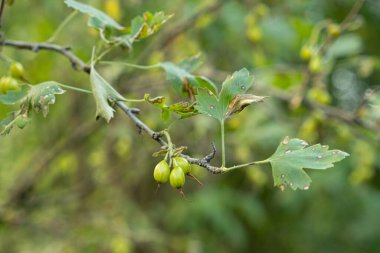 Frenk üzümünün dallarında olgunlaşmamış yeşil üzümler..