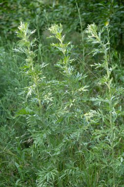 Doğal Işık Büyüme Alanında Yaban Bitkisi Wormwood Artemisia.