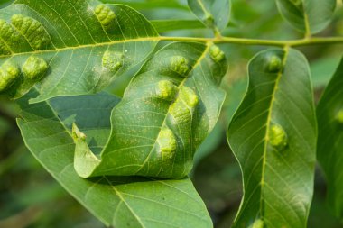 Ceviz Yaprakları Sarı Oval Safralarla Gall Mites Sebebi.