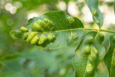 Ceviz Ağacına Yakın Yapraklar Aceria erinea Gall Mites Etkilenir.