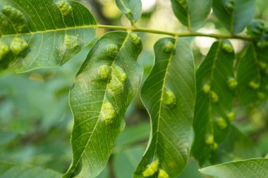 Hastalıklı Ceviz Yaprakları Gall Mites 'ten sarı kabarcık benzeri lekeler gösteriyor.