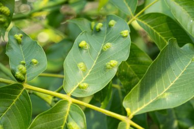 Ceviz Yaprakları Sarı Oval Safralarla Gall Mites Sebebi.
